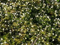 Ranunculus penicillatus