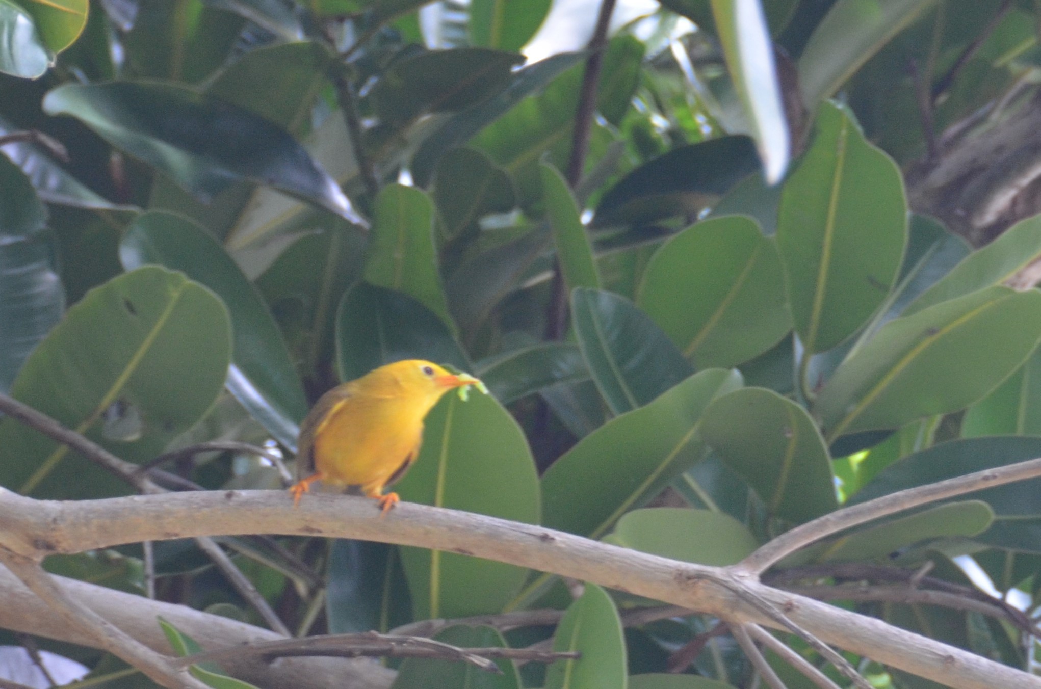 Golden White-eye (Cleptornis marchei), photo 7
