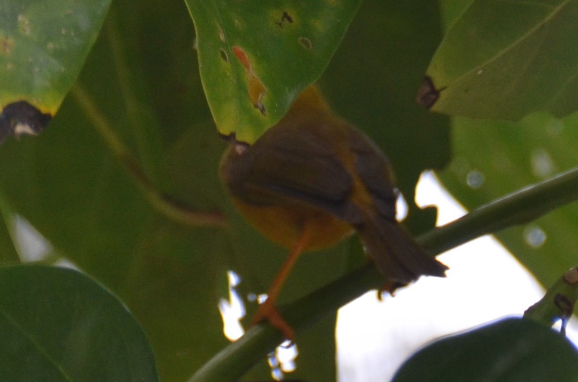 Golden White-eye (Cleptornis marchei), photo 8