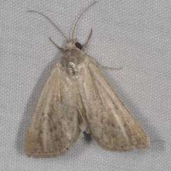 Heliocheilus aberrans