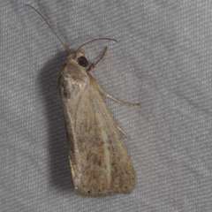 Heliocheilus aberrans