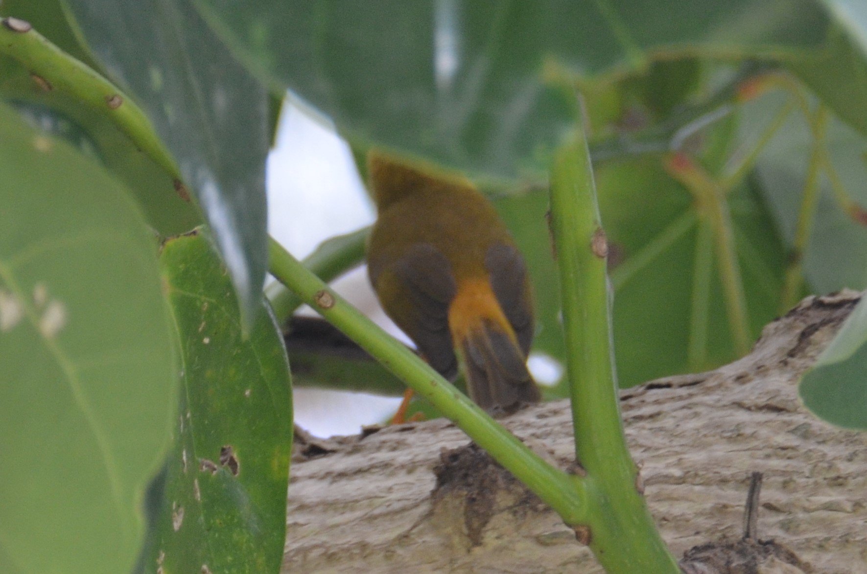 Golden White-eye (Cleptornis marchei), photo 9