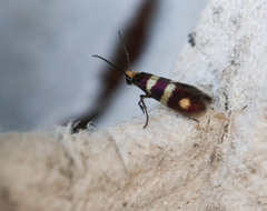 Micropterix aureatella