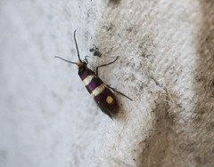 Micropterix aureatella