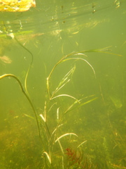 Potamogeton zosteriformis