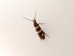 Micropterix aureatella