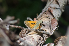 Hesperia comma