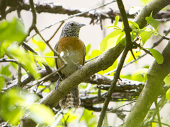 Pheugopedius rutilus