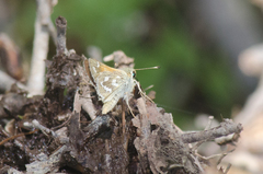 Hesperia comma