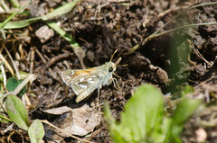 Hesperia comma