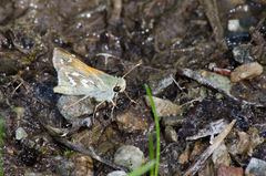 Hesperia comma