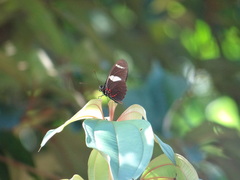 Heliconius sara sara