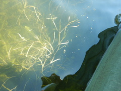 Potamogeton zosteriformis