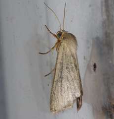 Heliocheilus moribunda