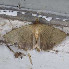 Heliocheilus moribunda