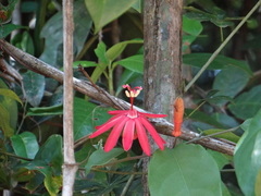 Passiflora glandulosa