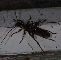 Strongylurus ceresioides