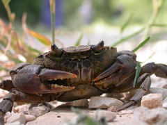 Potamon fluviatile