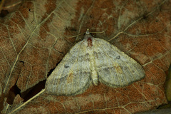Macaria artesiaria