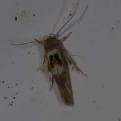 Hieromantis ephodophora