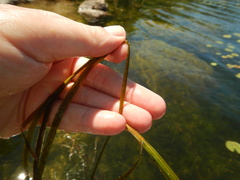 Potamogeton zosteriformis