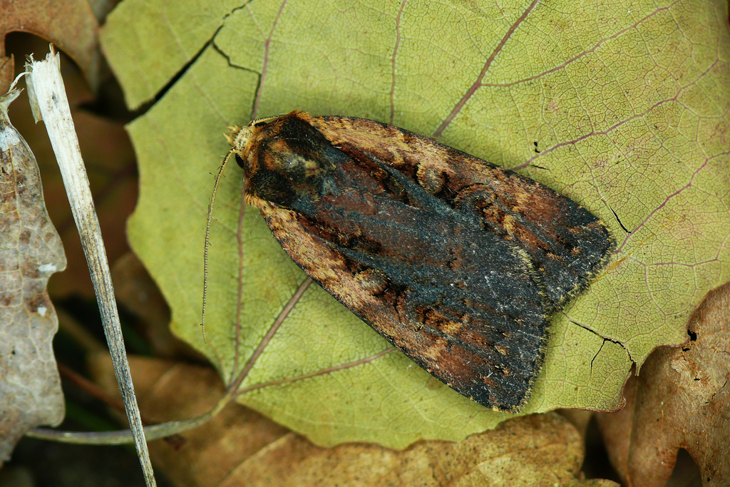 Eugraphe sigma