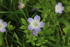 Nemophila phacelioides