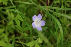 Nemophila phacelioides