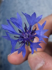 Centaurea cyanus
