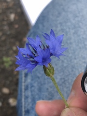 Centaurea cyanus