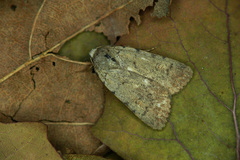 Caradrina selini