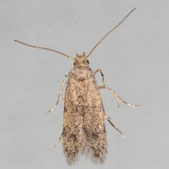 Autostichidae