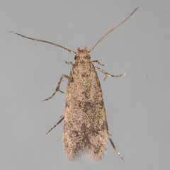 Autostichidae