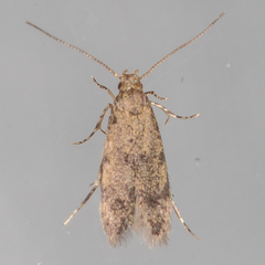 Autostichidae