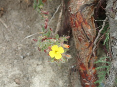Camissoniopsis lewisii