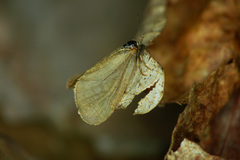 Bijugis bombycella