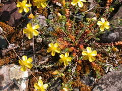 Hypericum rumeliacum