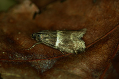 Elegia similella