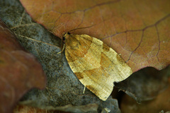 Choristoneura hebenstreitella