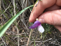 Lathyrus polymorphus incanus
