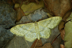 Idaea deversaria