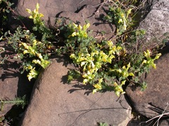Scutellaria orientalis