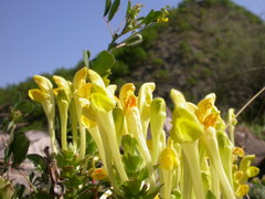 Scutellaria orientalis