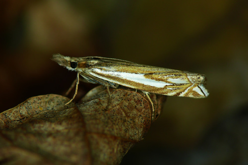 Crambus pratella Linnaeus, 1758