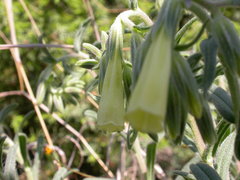 Onosma taurica
