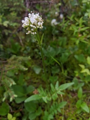 Valeriana uliginosa