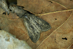 Cryphia fraudatricula