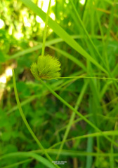 Carex bohemica