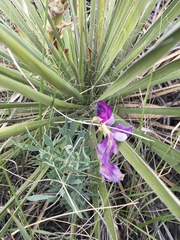 Lathyrus polymorphus incanus