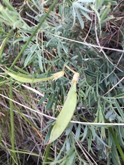 Lathyrus polymorphus incanus